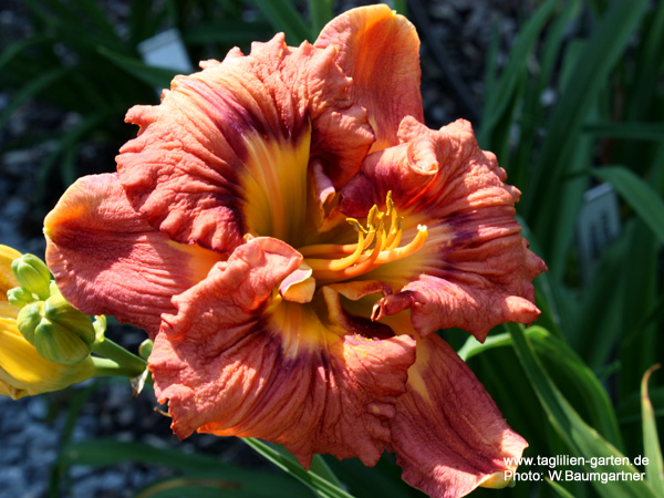 catalog/images/startseite/Lickety Split.jpg